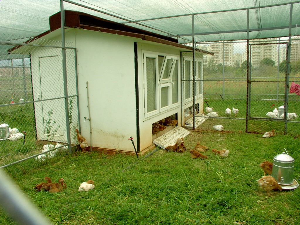 "Serbest otlatmalı sistemde etçi tavuklar (Özgün, T. AKSOY, Antalya 2008) 