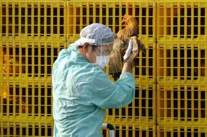 Hygiene workers take chicken