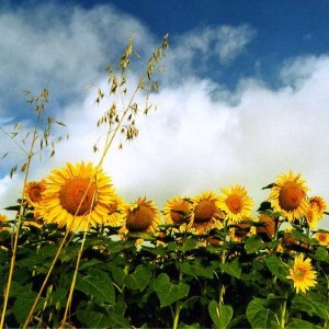 Sunflowers ü