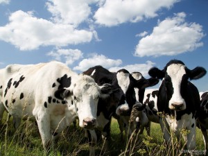 1361293549_cows_wallpapers_305