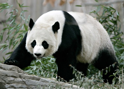 panda-blog480