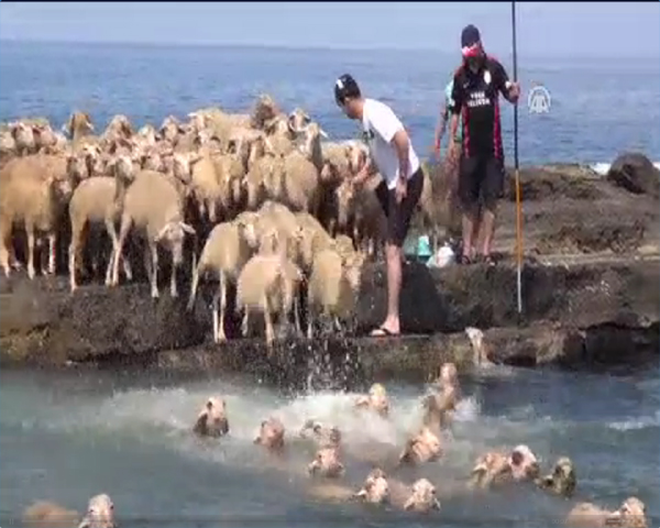 Koyunlara bit ve pireden arınmaları için deniz banyosu yaptırıyorlar 