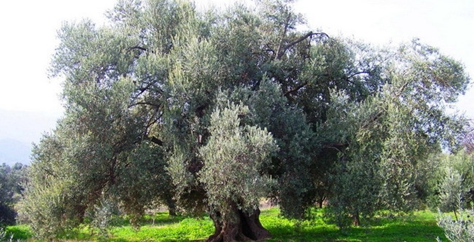 1300 yıllık zeytin ağacını koruma çalışmaları