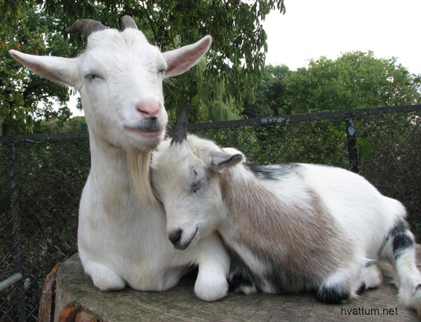 happy_goat