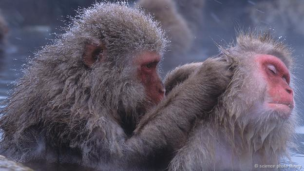 150601150006_snow_monkeys