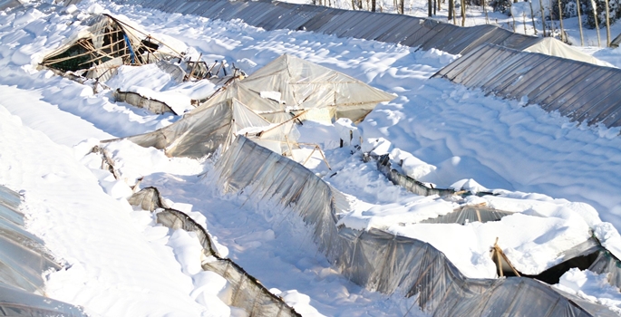 Çarşamba Ovası'nda etkili olan kar nedeniyle örtü altı seracılık yapan çiftçilerin seraları yıkıldı, ürünler kar altında kaldı. (Yaşar Karaman - Anadolu Ajansı)