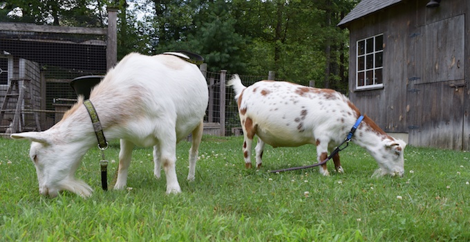 goats-eating