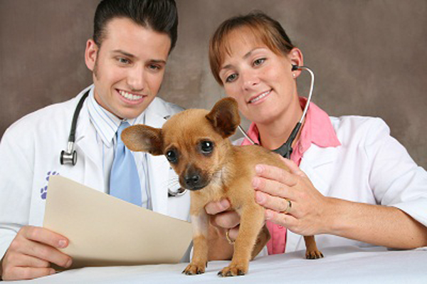 veteriner-hekimlerin-calisma-alanlari-is-imkanlari