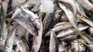 KAHRAMANMARAŞ (AA) - Denize kıyısı olmamasına rağmen kilometreye düşen su kaynakları bakımından Türkiye ve dünyada önemli bir yere sahip Kahramanmaraş'ın barajlarında yetişen balıklar 15 ülkeye ihraç ediliyor. ( Anadolu Ajansı - Melda Altakhan )