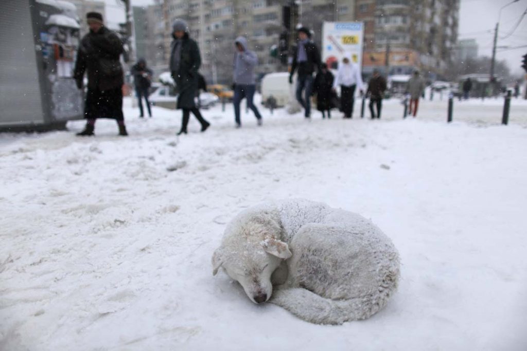 A stray dog sleeps in the snow as people pass by on a street in Bucharest January 26, 2012. Heavy snow and blizzards have swept across Romania over the past two days, not only causing chaotic traffic, blocking motorways and leaving hundreds stranded in snow, but also forcing the closure of the country's main Black Sea port. REUTERS/Radu Sigheti (ROMANIA - Tags: ENVIRONMENT ANIMALS TPX IMAGES OF THE DAY) ORG XMIT: RSS01